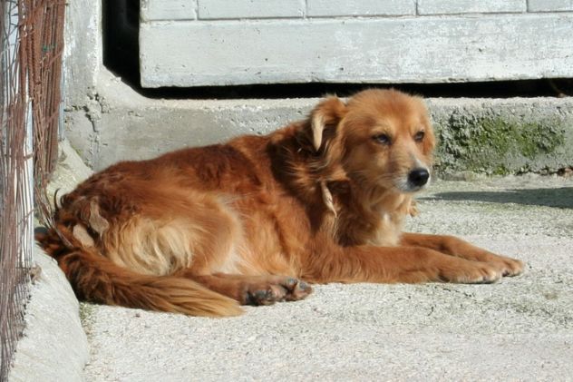 Dolcissimi cagnolini taglia piccola e media - Foto 6