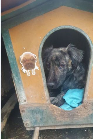 NATIA, dolcissima cagnolina - Foto 6