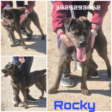 ROCKY giovane Rottweiler cerca urgentemente casa.. apri il suo box salvalo! - Foto 10