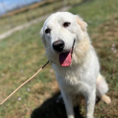 AGNESE TIMIDA E DELICATA CAGNOLINA IN ADOZIONE - Foto 6