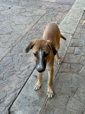 CUCCIOLO IN ADOZIONE TOMMY - Foto 7