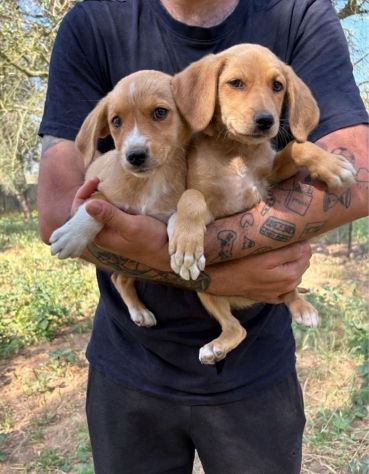 Regalo cuccioli taglia medio piccola