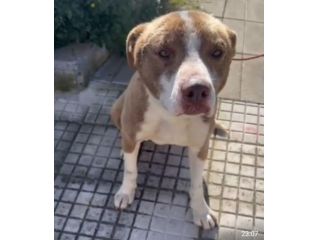 Ciro simil Amstaff 9mesi trovato legato.SICILIA