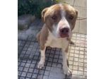 Ciro simil Amstaff bellissimo 10mesi trovato legato.SICILIA