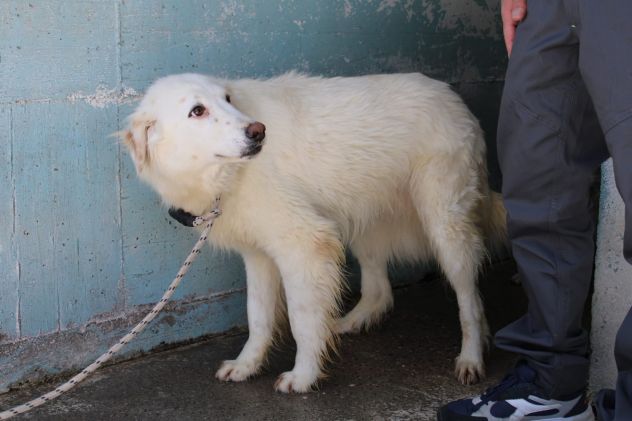 TONY 4 ANNI 25/30 KG. - Foto 5