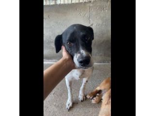 POINT COCCOLONE, DELICATO,  POINTER, CANE IN ADOZIONE