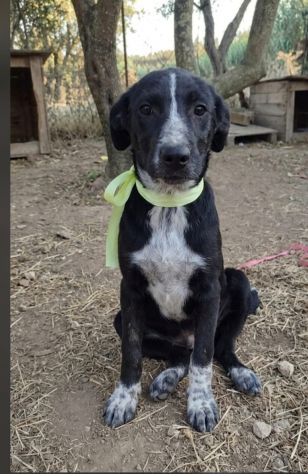 CAGNOLINE IN ADOZIONE UN MONDO DA SCOPRIRE MA SENZA UNA FAMIGLIA - Foto 3