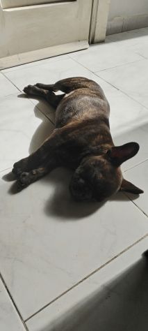 Bulldog francese - Foto 4