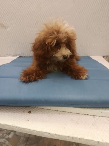 Cuccioli di cane varie razze e grattini scottish straight e fold - Foto 6