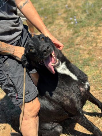 AARON coccolone e amorevole cane in adozione - Foto 3