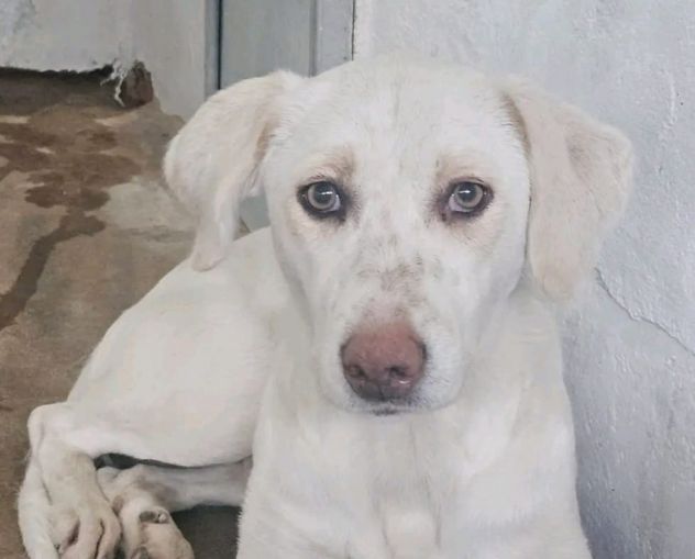 QUERA CAGNOLINA IN ADOZIONE