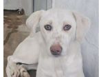 QUERA CAGNOLINA IN ADOZIONE