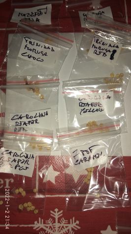 Semi Peperoncino Carolina Reaper, 7 Pot, Habanero, Diavolicchio, ..... - Foto 8