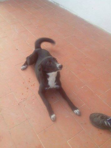 TABATA, cucciolina giocherellona - Foto 2