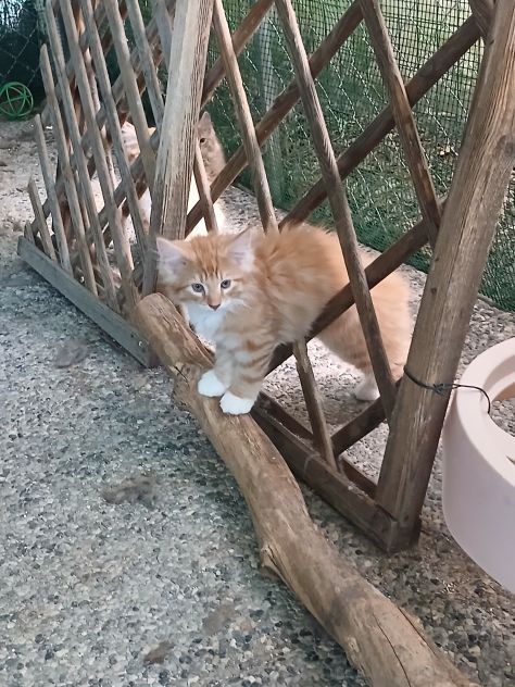 Cucciolata - Foto 5