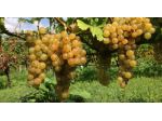 Amare e Produrre " MOSCATO "
