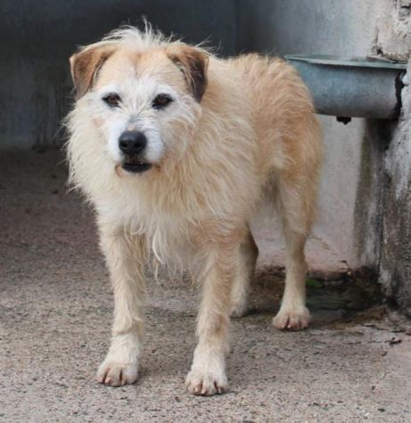 MILO 6 ANNI 15/16 KG taglia media piccola - Foto 3