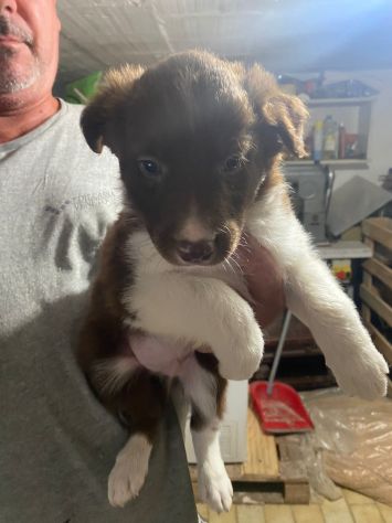 Cuccioli di Border Collie - Foto 2