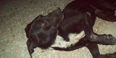 FRIDA, tenera e coccolona - Foto 2