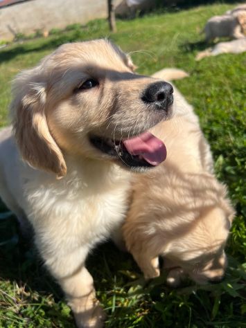 GOLDEN RETRIEVER CUCCIOLI COLOR CREMA - Foto 4