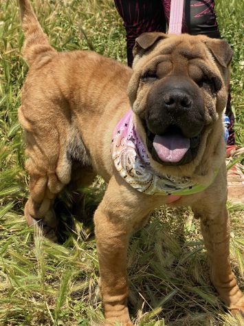 Anita cucciola di 1 anno e mezzo da adottare, simil Sharpei