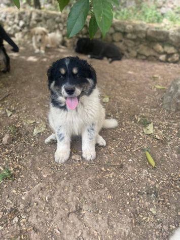Pepita cucciola