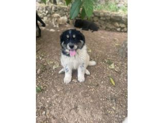 Pepita cucciola