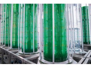Biologo per Ripetizioni Private in Biologia Chimica Biotecnologie Fisica Matemat
