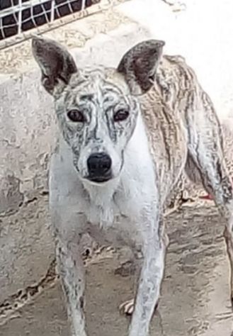 Mafalda per 9 anni reclusa in un canile privato - Foto 3