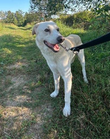 Oliver taglia grande, va d’accordo con cani e gatti - Foto 4