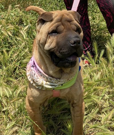 Adotta Anita dal canile, simil Shar pei - Foto 8
