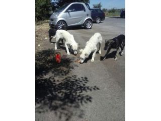 4 cuccioli in pericolo