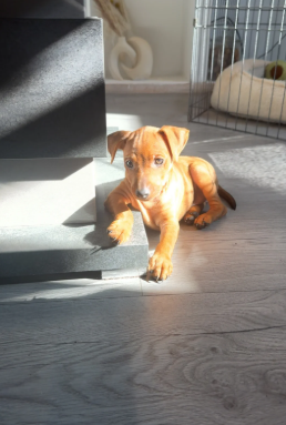 Cuccioli di Pinscher intelligenti