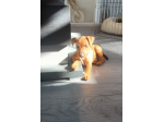 Cuccioli di Pinscher intelligenti