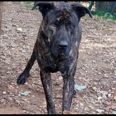 LENNY MAGNIFICA CAGNOLONA IN ADOZIONE - Foto 9