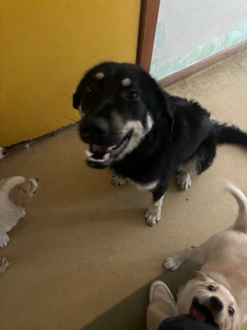Bellissima cucciola taglia media grande!! - Foto 2