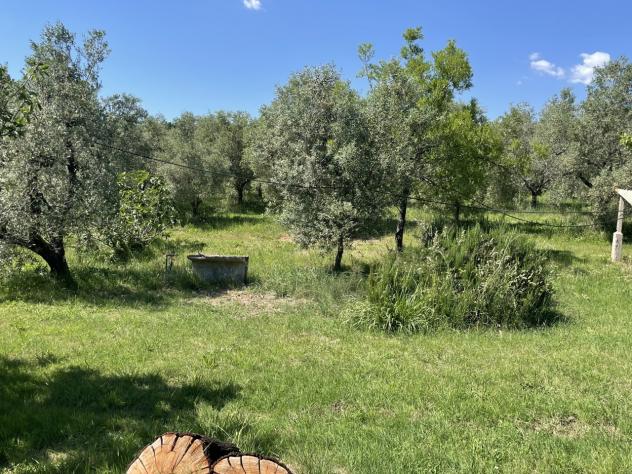 Uliveto in vendita a Casale Marittimo - Foto 15