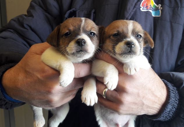 Cuccioli di Jack Russell con pedigree - Foto 4
