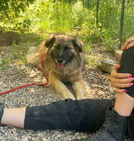 LUPO SPLENDIDO PT, CANE IN ADOZIONE - Foto 7