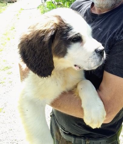 Cuccioli di san Bernardo - Foto 3