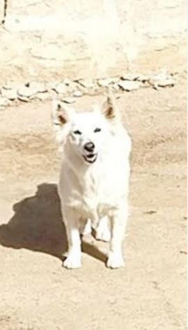 Una famiglia per la cagnolina Mary - Foto 2