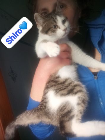 Shiro 9 mesi cerca casa - Foto 3