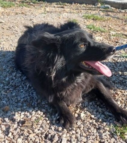 Pippy, bellissimo, taglia media contenuta
