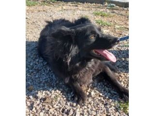 Pippy, bellissimo, taglia media contenuta