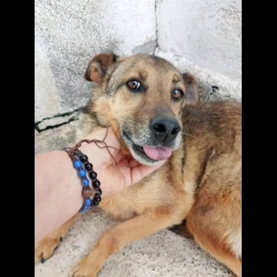 UN'OPPORTUNITA' PER QUESTE ANIME LOKY, DUCA, NELLO CANI IN ADOZIONE - Foto 2