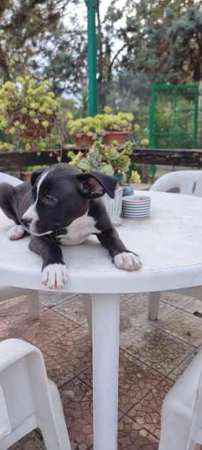 Allevamento Amstaff in Puglia. Cuccioli con pedigree - Foto 2