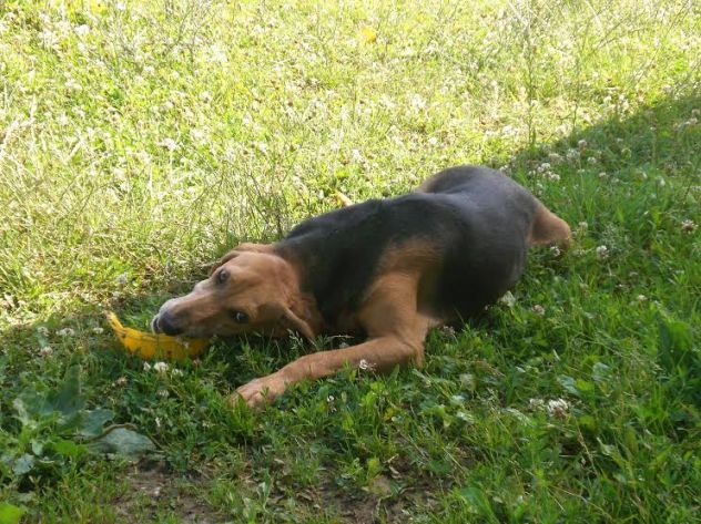 ALOIN, splendido segugio - Foto 5