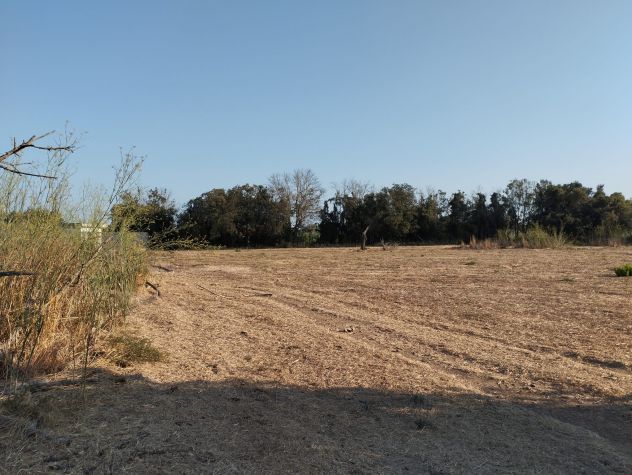Terreno di circa 8.000 mq con trullo nelle campagne di Alezio - Foto 9