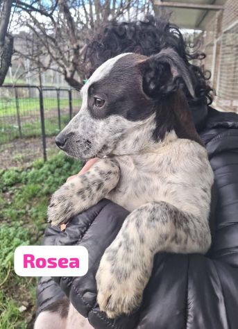 MAURA VARCO ROSEA DOLCISSIMI CUCCIOLI IN ADOZIONE - Foto 8