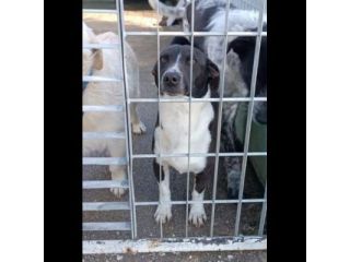 SAM E DAVE CAGNOLINI IN ADOZIONE TAGLIO MEDIO PICCOLA